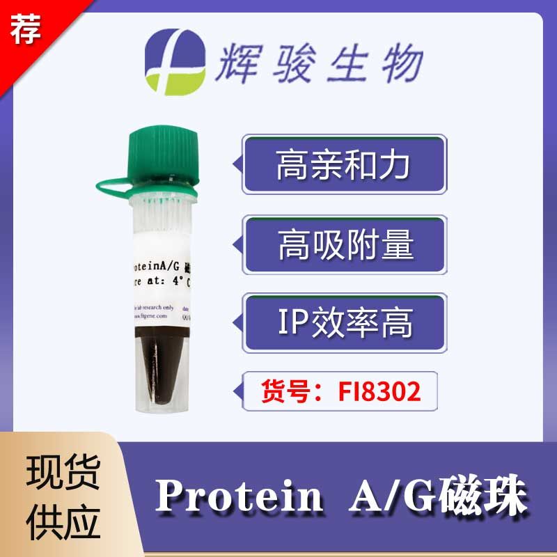 Protein A/G 磁珠-高纯抗体纯化-IP/Co-IP/Pull-down实验适用