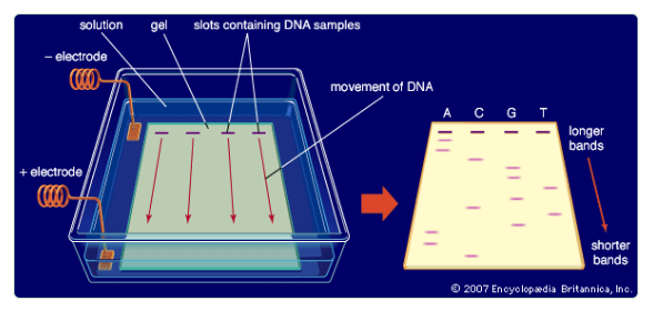 为什么不同类型琼脂糖在分子生物学实验中有着不可替代的分工？