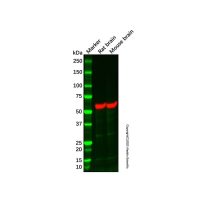 Mouse brain tissue lysate - total protein,200μg,阿拉丁