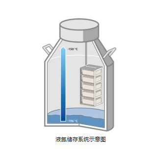 为什么无血清细胞冻存液能成为干细胞和原代细胞保存的shou选方案