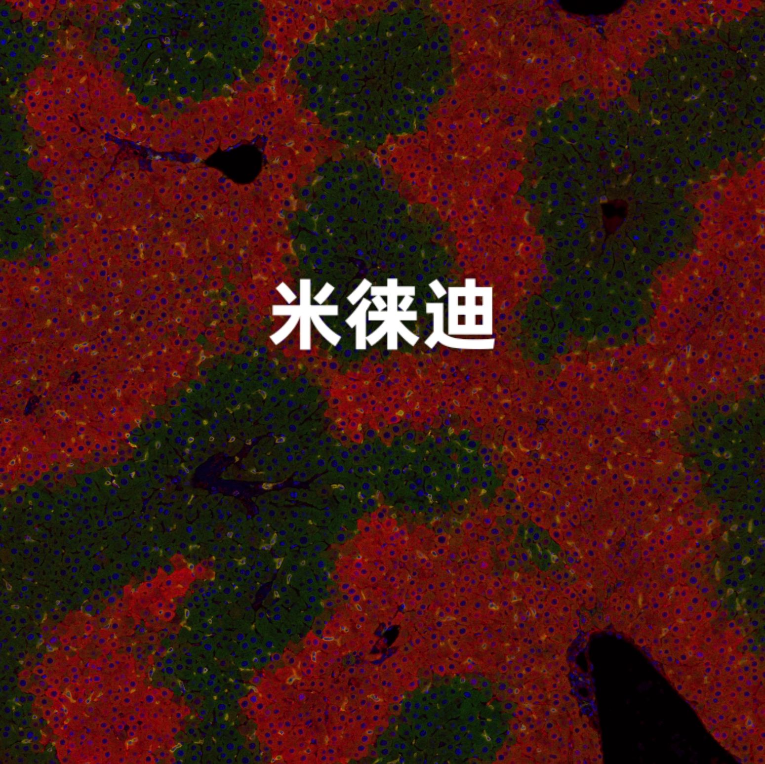 四标五色荧光染色服务