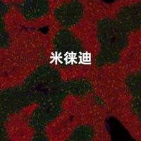 四标五色荧光染色服务