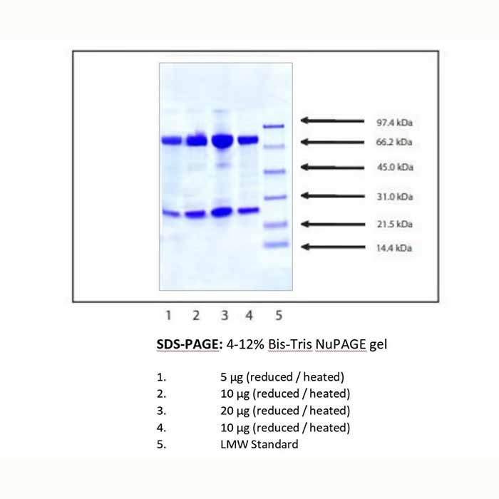 免疫球蛋白M(IgM),人骨髓瘤血浆，≥95%(SDS-PAGE), Extinction Coefficient: 1.18，阿拉丁