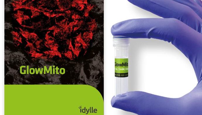 GlowMito红色线粒体荧光探针，适配活体成像与流式检测