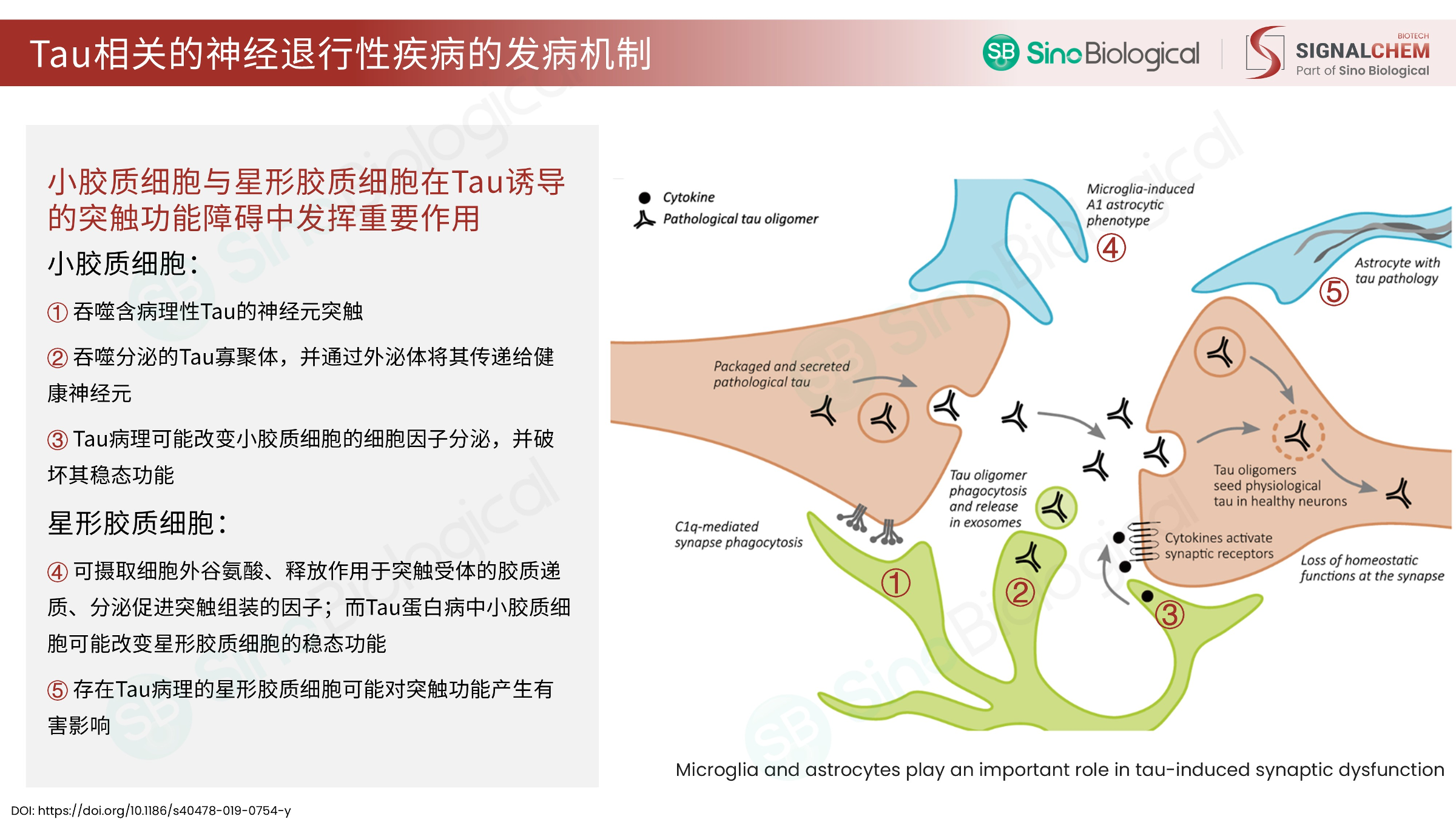 ppt