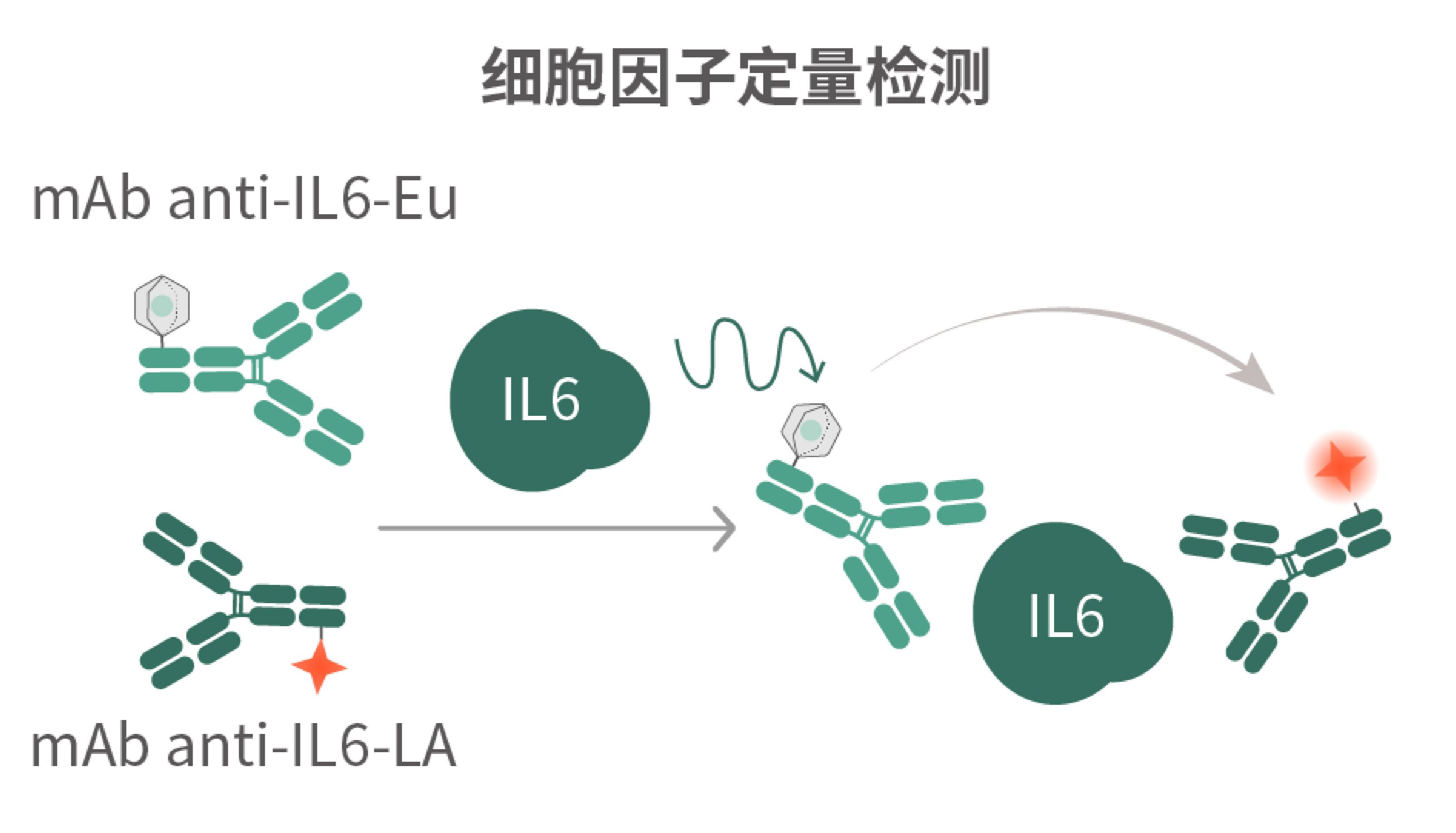 高通量细胞因子检测新选择：SwiftFluo® TR-FRET如何助力疫苗研发评价