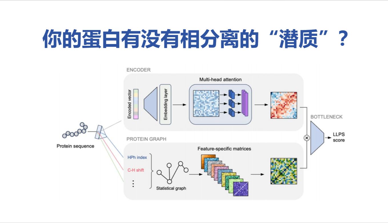 相分离入门（一）：如何通过序列特征预判蛋白相分离能力