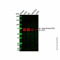 Recombinant E2F1 Antibody,重组, ExactAb™, 敲低验证, 已验证, 见COA,阿拉丁