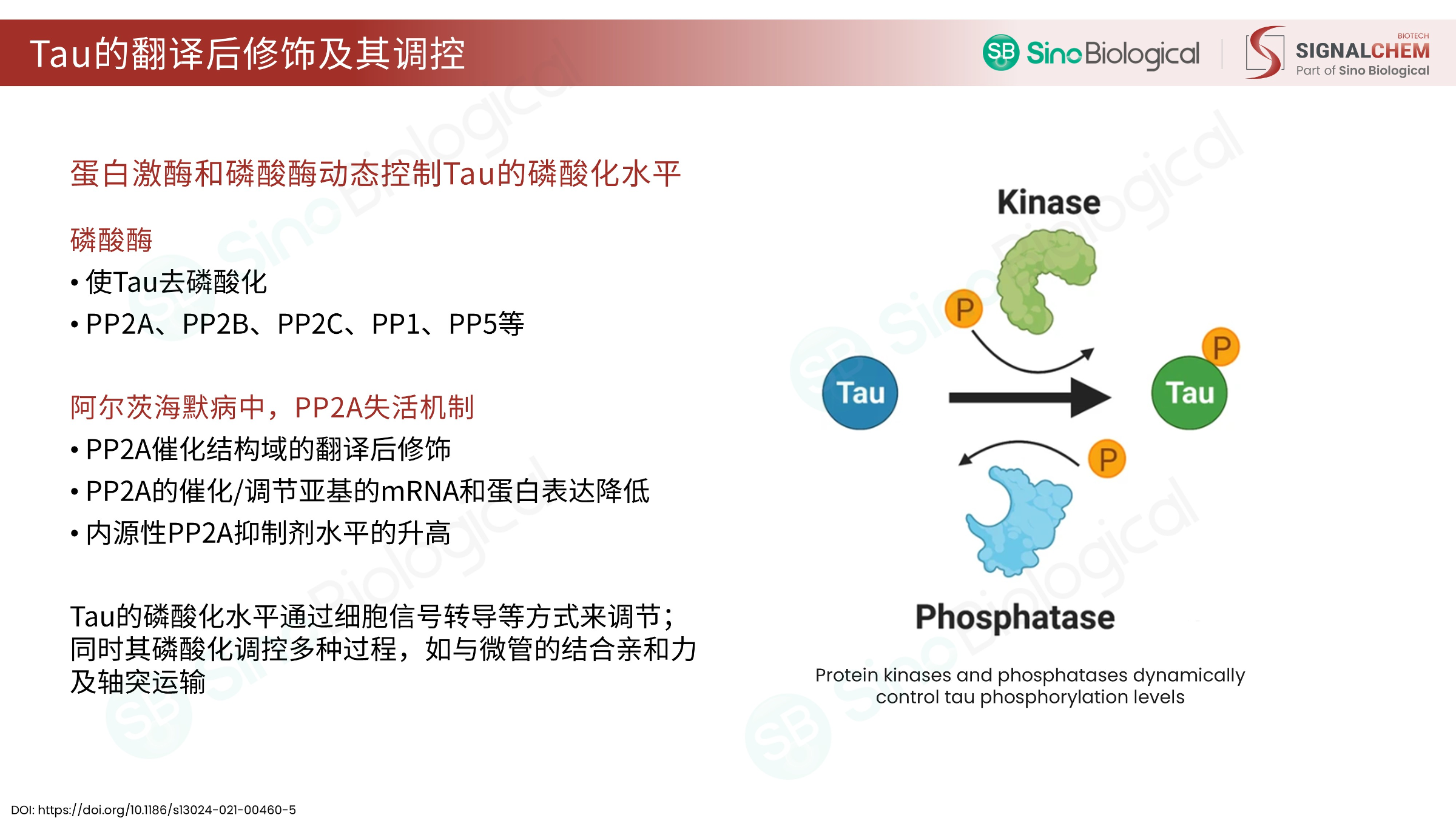 ppt