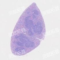 动物病理取材怎么切?一文看懂纵切vs横切|超实用科普-公司新闻-深圳灵赋拓普生物科技有限公司