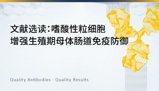 文献选读｜嗜酸性粒细胞增强生殖期母体肠道免疫防御