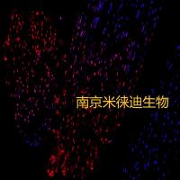 一步法TUNEL试剂盒，把‘省心’写进说明书里