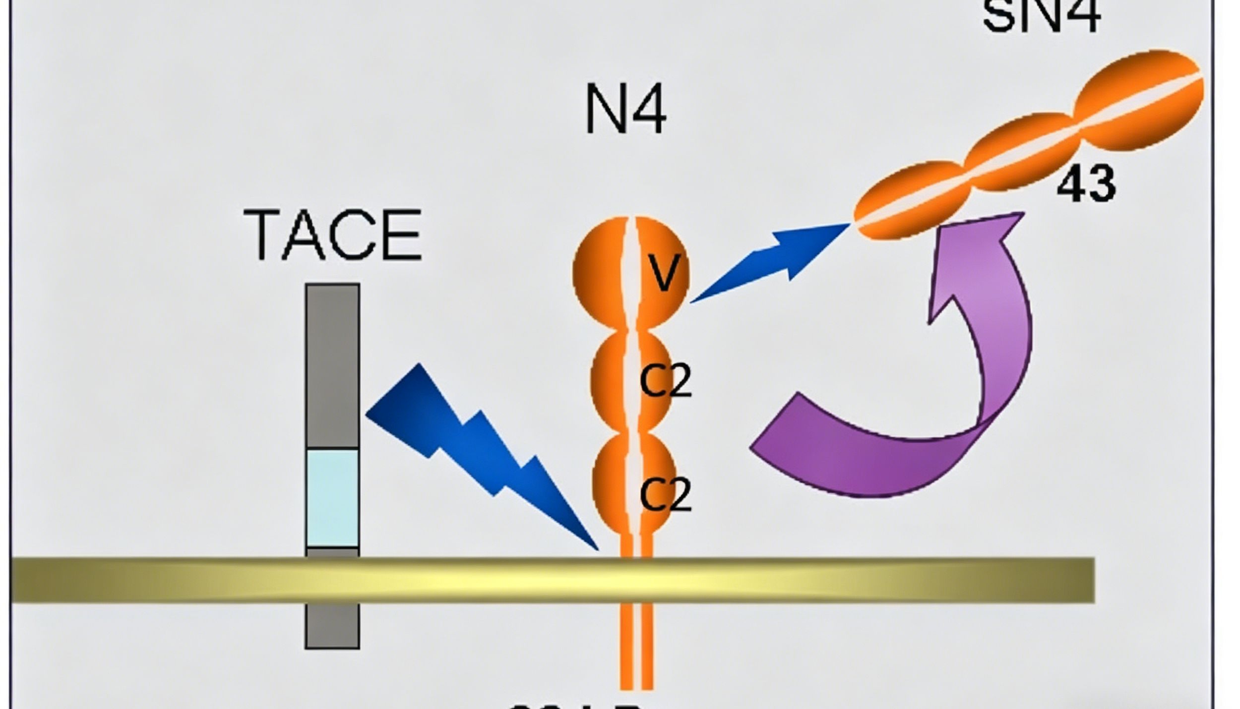Nectin-4抗体如何成为实体瘤靶向治疗新星？