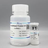 重组蛋白A/G融合蛋白-1mg（亲和蛋白系列）