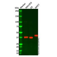 Recombinant SIRT6 Antibody，ExactAb™, Validated, Carrier Free, Recombinant, 0.6 mg/mL，阿拉丁