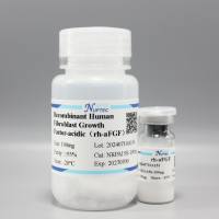 重组人酸性成纤维细胞生长因子（rh-aFGF）-100ug（细胞培养系列）