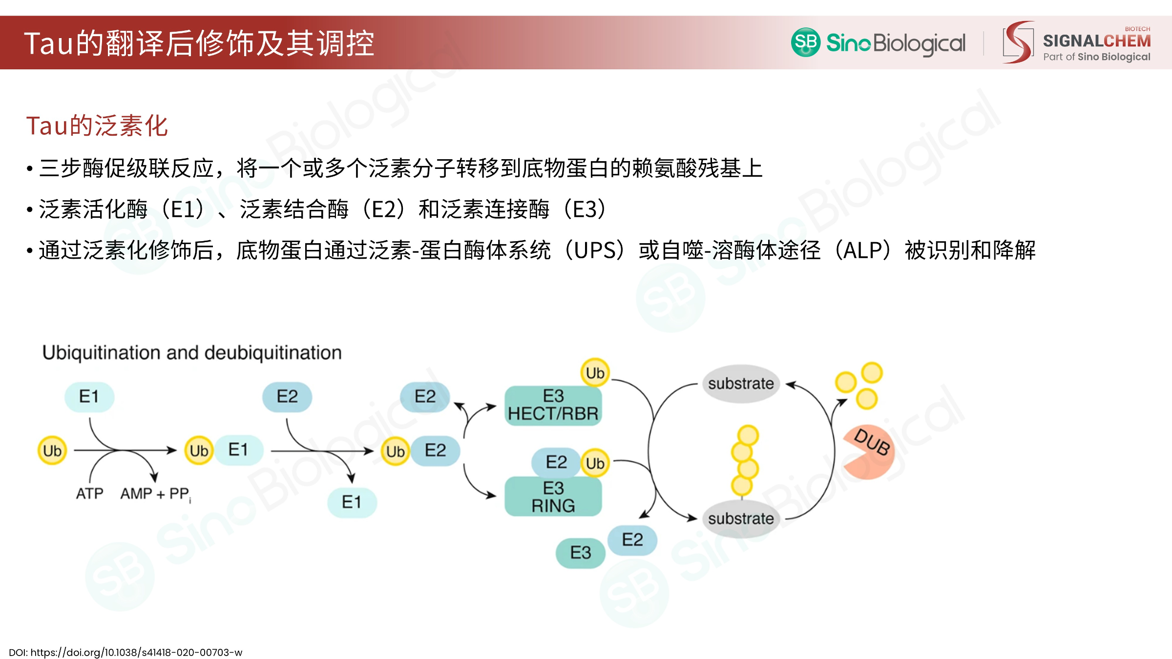 ppt