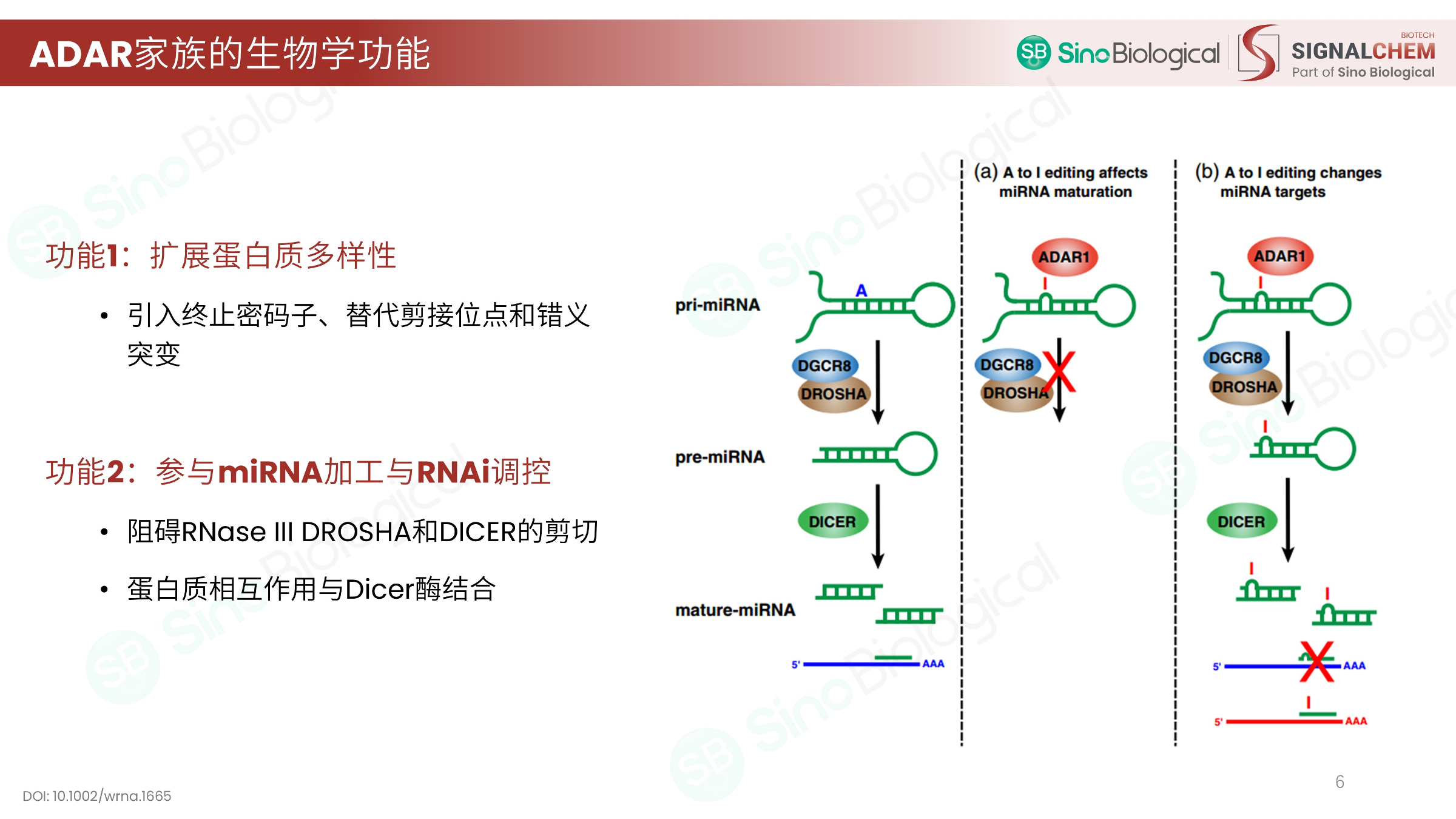 ppt