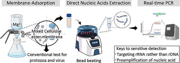 Bertin Precellys研磨器/研磨仪用户文章分享,东京大学学者发表在Water Research “Simultaneous detection of protozoa, bacteria, and viruses from environmental water through membrane-adsorption followed by direct nucleic acid ex