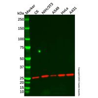 Recombinant Id1 Antibody,ExactAb™, Validated, 重组, 1.2 mg/mL,阿拉丁