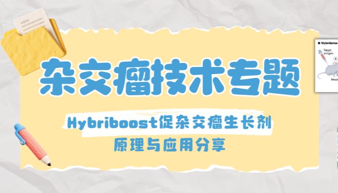 杂交瘤技术｜Hybriboost促杂交瘤生长剂的原理与应用