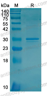 AntibodySystem蛋白抗体 | Recombinant Human INS Protein, N-GST：糖脂代谢调控与糖尿病研究核心蛋白