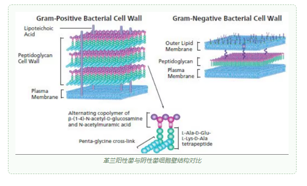 溶菌酶为何能成为破解细菌细胞壁的分子手术刀？
