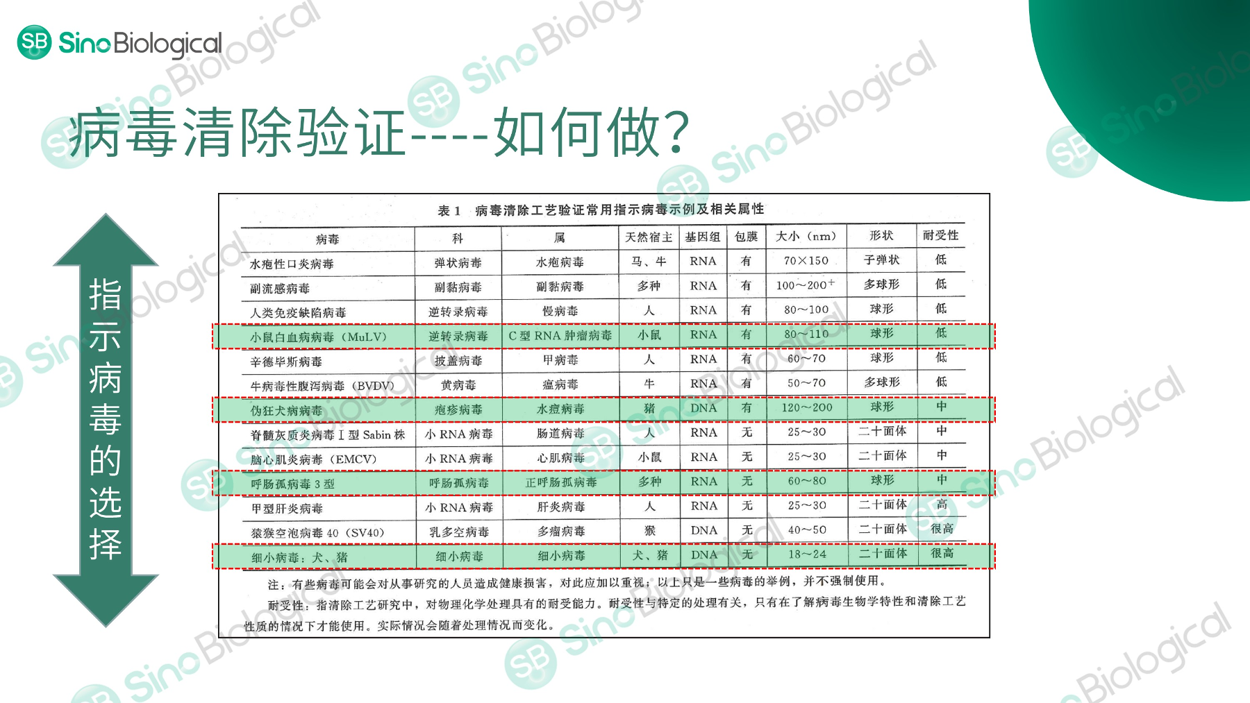 ppt