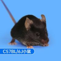 C57一型糖尿病小鼠 