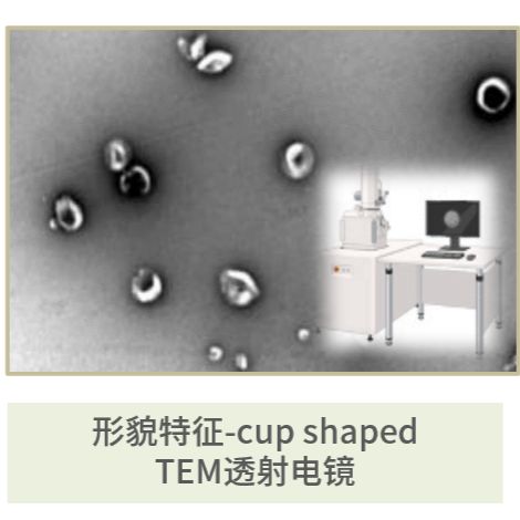 外泌体电镜表征-TEM透射电镜