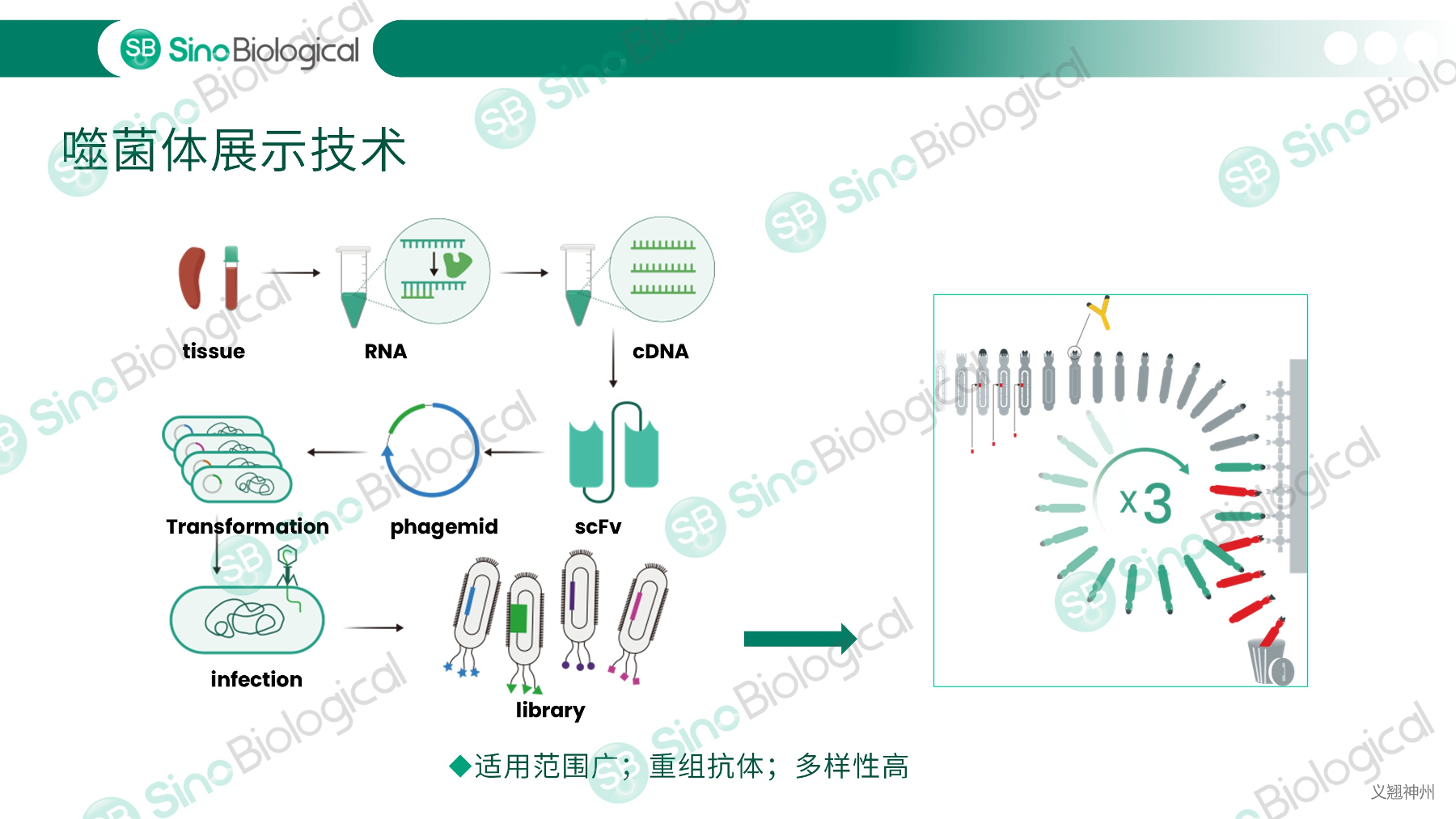 ppt