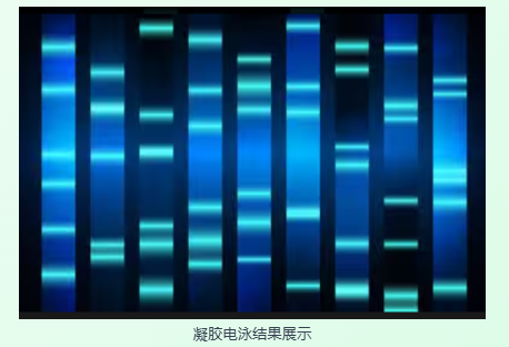 核酸染料如何根据实验场景精准选择？