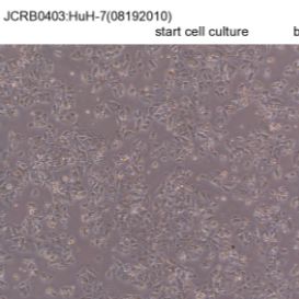 JCRB0403 HuH-7（高分化人肝癌细胞系）