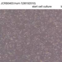 JCRB0403 HuH-7（高分化人肝癌细胞系）