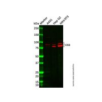 Recombinant OS9 Antibody,ExactAb™, Validated, 重组, 0.75 mg/mL,阿拉丁