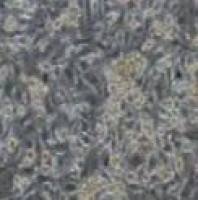 大鼠原代视网膜小胶质细胞