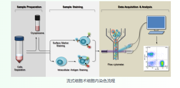 细胞固定透化试剂盒如何确保流式细胞术检测细胞内抗原的准确性？