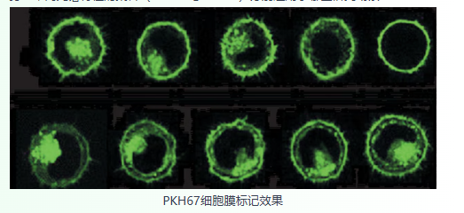 荧光细胞连接试剂盒如何在体内外细胞示踪中发挥作用？