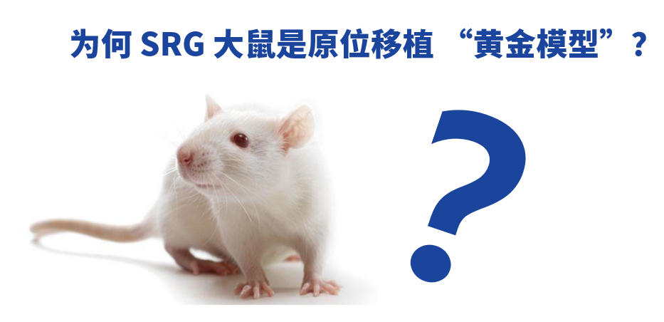 小鼠模型不够用？SRG大鼠实现原位移植，更类人、更高效、更精准！