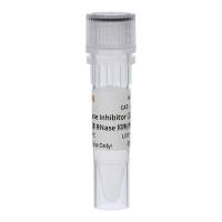 Murine RNase Inhibitor(200 U/μL) 10603的高浓度版本