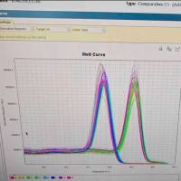 实时荧光定量PCR（qPCR）分析