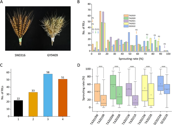BMG LABTECH多功能酶标仪文献分享,小麦改良国家重点实验室发表在The Crop Journal “Dissecting the genetic basis for resistance to pre-harvest sprouting in a wheat line with strong seed dormancy” 报告。