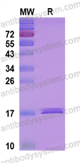 AntibodySystem蛋白抗体 | Recombinant Human TNFa/TNF-alpha Protein, N-His：炎症免疫与肿瘤研究核心细胞因子