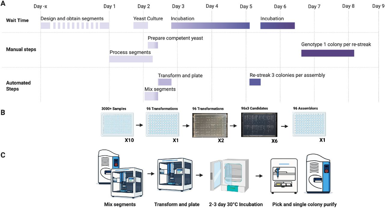 RapidPick自动克隆菌落挑选仪用户文章分享，纽约大学团队发表“Assemblatron: An Automated Workflow for High-Throughput Assembly of Big-DNA Libraries” 报告