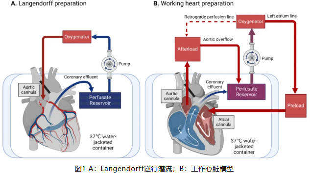 从Langendorff到工作心脏：离体心脏灌流技术简介