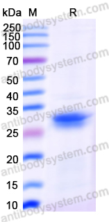 AntibodySystem蛋白抗体|RecombinantHumanAPOA1Protein,N-His：脂质代谢与心血管疾病研究核心蛋白