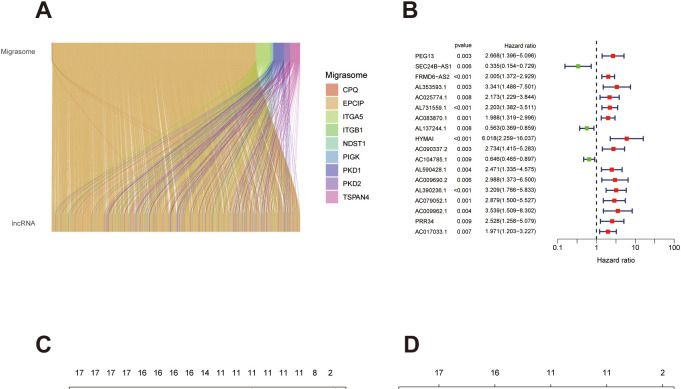 新兴热点｜迁移体+ lncRNA，解锁膀胱癌预后特征构建研究新玩法