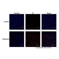 Hoechst 33342/PI细胞凋亡检测试剂盒，BioReagent,生物染色剂,用于显微镜,即用型，阿拉丁