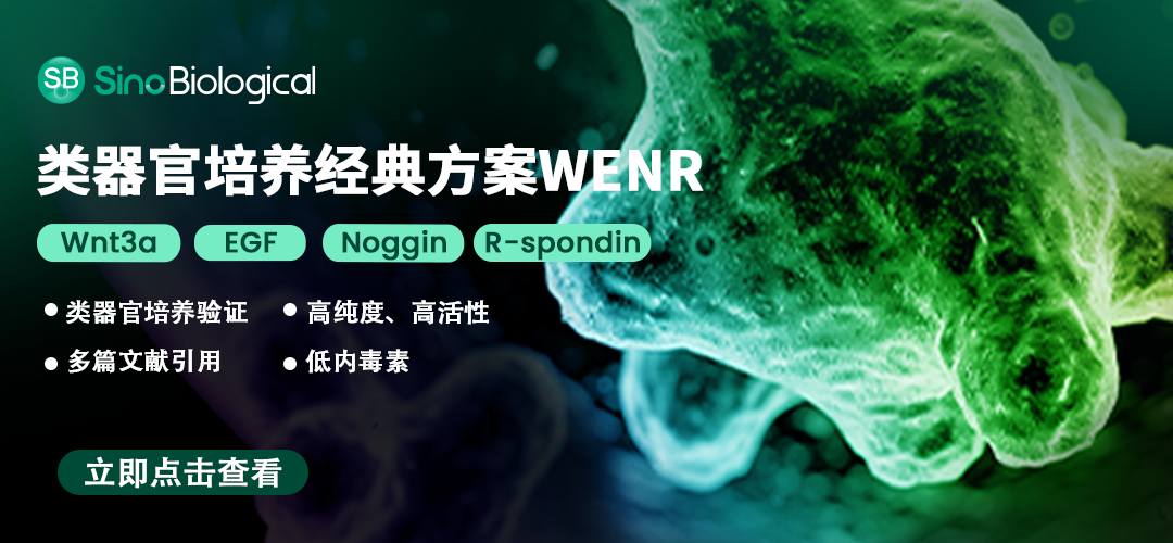 梳理Wnt-3a、EGF、Noggin和R-Spondins在类器官培养中的应用场景