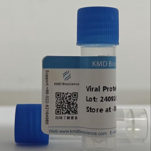 Recombinant SARS-CoV-2/COVID-19 RBD Protein (E484K),His Tag